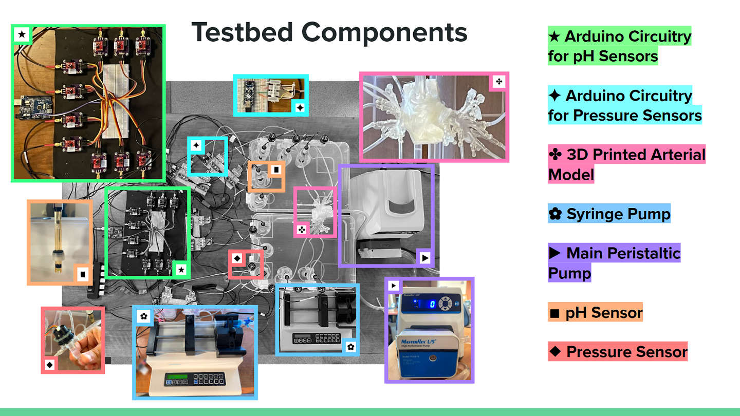 MCN Testbed for circulatory system