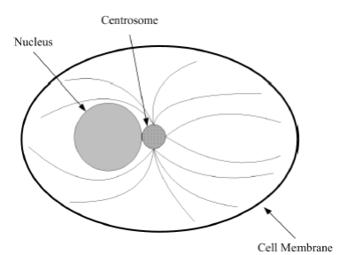 Microtubule Network