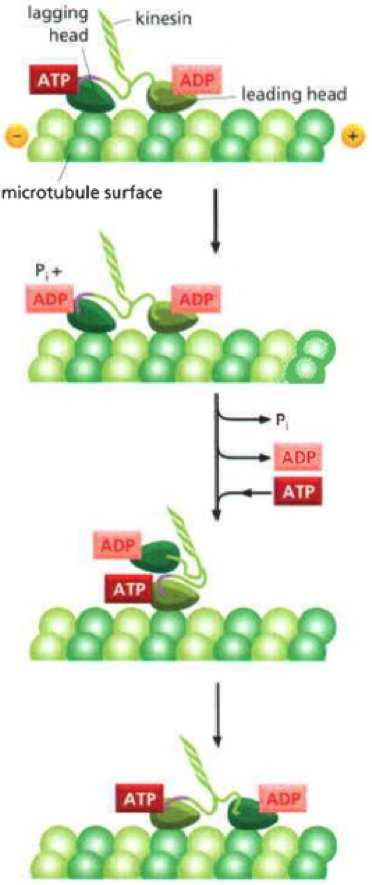 Kinesin Movement over Microtubule