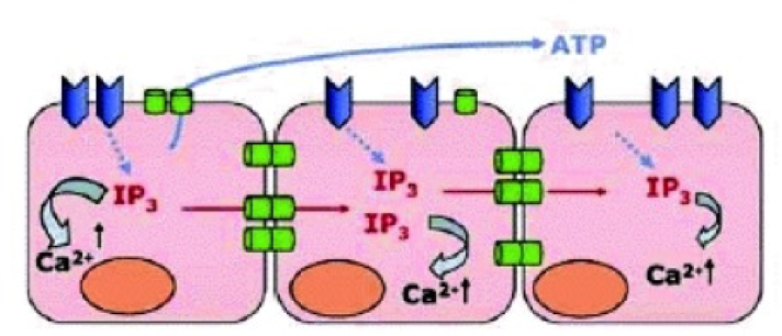 Intracellular Calcium Wave Propagation Methods