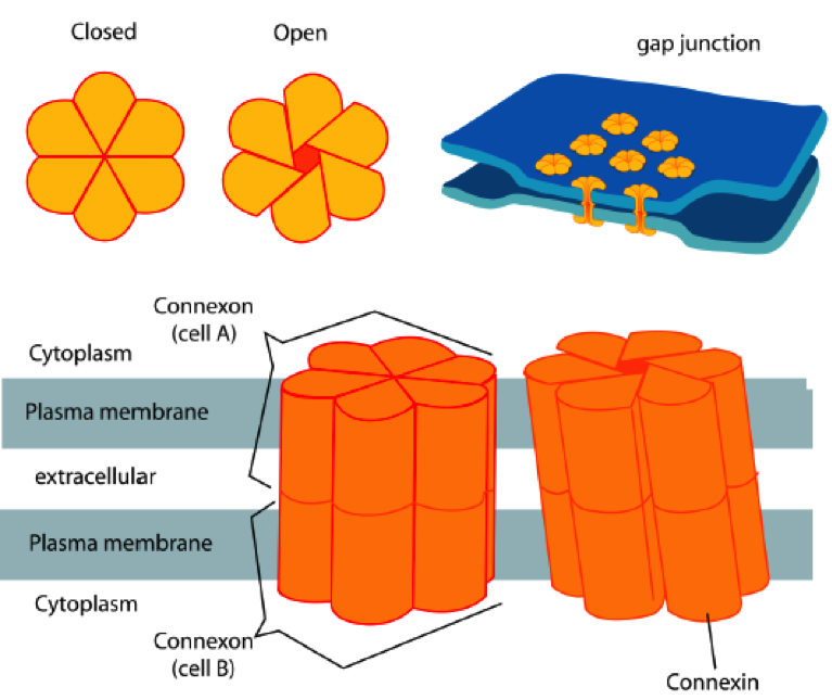 Gap junctions and their building blocks